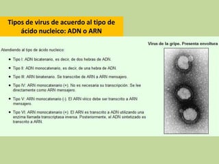 Tipos de virus de acuerdo al tipo de
ácido nucleico: ADN o ARN
 