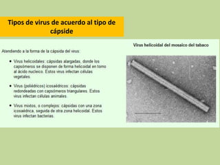 Tipos de virus de acuerdo al tipo de
cápside
 