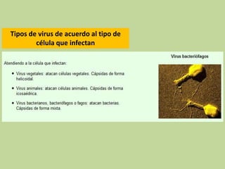Tipos de virus de acuerdo al tipo de
célula que infectan
 