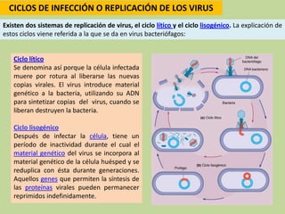 Existen dos sistemas de replicación de virus, el ciclo lítico y el ciclo lisogénico. La explicación de
estos ciclos viene referida a la que se da en virus bacteriófagos:
CICLOS DE INFECCIÓN O REPLICACIÓN DE LOS VIRUS
Ciclo lítico
Se denomina así porque la célula infectada
muere por rotura al liberarse las nuevas
copias virales. El virus introduce material
genético a la bacteria, utilizando su ADN
para sintetizar copias del virus, cuando se
liberan destruyen la bacteria.
Ciclo lisogénico
Después de infectar la célula, tiene un
período de inactividad durante el cual el
material genético del virus se incorpora al
material genético de la célula huésped y se
reduplica con ésta durante generaciones.
Aquellos genes que permiten la síntesis de
las proteínas virales pueden permanecer
reprimidos indefinidamente.
 