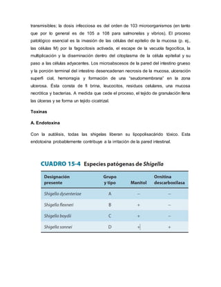 transmisibles; la dosis infecciosa es del orden de 103 microorganismos (en tanto 
que por lo general es de 105 a 108 para salmonelas y vibrios). El proceso 
patológico esencial es la invasión de las células del epitelio de la mucosa (p. ej., 
las células M) por la fagocitosis activada, el escape de la vacuola fagocítica, la 
multiplicación y la diseminación dentro del citoplasma de la célula epitelial y su 
paso a las células adyacentes. Los microabscesos de la pared del intestino grueso 
y la porción terminal del intestino desencadenan necrosis de la mucosa, ulceración 
superfi cial, hemorragia y formación de una “seudomembrana” en la zona 
ulcerosa. Ésta consta de fi brina, leucocitos, residuos celulares, una mucosa 
necrótica y bacterias. A medida que cede el proceso, el tejido de granulación llena 
las úlceras y se forma un tejido cicatrizal. 
Toxinas 
A. Endotoxina 
Con la autólisis, todas las shigelas liberan su lipopolisacárido tóxico. Esta 
endotoxina probablemente contribuye a la irritación de la pared intestinal. 
 