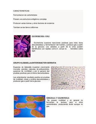 CARACTERISTICAS 
Fermentacion de carbohidratos 
Poseen una estructura antigénica compleja 
Producen varias toxinas y otros factores de virulencia 
Tambien se les llama coliformes 
ESCHERICHIA COLI 
Escherichia ocasiona reacciones positivas para indol, lisina 
descarboxilasa y fermentacion del manitol, y produce gas a partir 
de la glucosa. Los aislados a partir de la orina pueden 
identificarse con rapidez como E. coli por la hemólisis sobre 
agar. 
GRUPO KLEBSIELLA-ENTEROBACTER-SERRATIA 
Especies de klebsiella muestran crecimiento 
mucoide, grandes cápsulas de polisacáridos, 
ausencia de moVilidad y por lo general dan 
pruebas positivas para la lisina descarboxilasa. 
Las enterobacter resultado positivo en pruebas 
de motilidad, citrato y ornitina descarboxilasa y 
producen gas a partir de la glucosa. 
SHIGELLA Y SALMONELA 
No poseen motilidad y en general no 
fermentan la lactosa, pero si otros 
carbohidratos, produciendo ácido aunque no 
gas. 
 