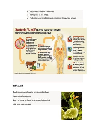  Septicemia: torrente sanguíneo 
 Meningitis: en los niños. 
 Klebsiella:neumoniabacteriana, infección del aparato urinario 
SHIGELLAS 
Bacilos gramnegativos de forma cocobacilares 
Anaerobios facultativos 
Infecciones se limitan al aparato gastrointestinal 
Son muy transmisibles 
 