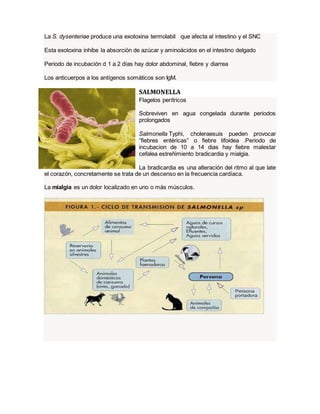 La S. dysenteriae produce una exotoxina termolabil que afecta al intestino y el SNC 
Esta exotoxina inhibe la absorción de azúcar y aminoácidos en el intestino delgado 
Periodo de incubación d 1 a 2 días hay dolor abdominal, fiebre y diarrea 
Los anticuerpos a los antígenos somáticos son IgM. 
SALMONELLA 
Flagelos perítricos 
Sobreviven en agua congelada durante periodos 
prolongados 
Salmonella Typhi, choleraesuis pueden provocar 
“fiebres entéricas” o fiebre tifoidea .Periodo de 
incubacion de 10 a 14 dias hay fiebre malestar 
cefalea estreñimiento bradicardia y mialgia. 
La bradicardia es una alteración del ritmo al que late 
el corazón, concretamente se trata de un descenso en la frecuencia cardíaca. 
La mialgia es un dolor localizado en uno o más músculos. 
 