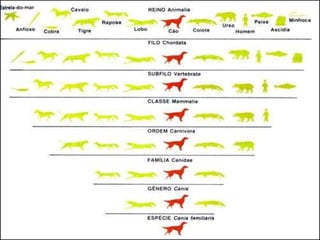Um exemplo de classifica ç ão taxonômica: o cão 