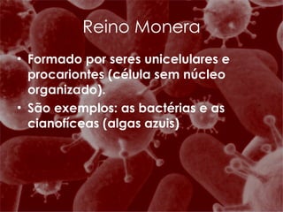 Reino Monera Formado por seres unicelulares e procariontes (célula sem núcleo organizado). São exemplos: as bactérias e as cianofíceas (algas azuis) 