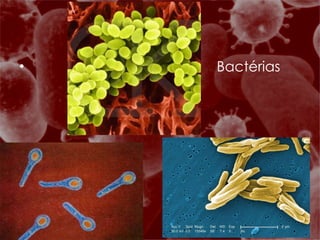 Bactérias 