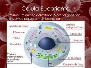 Célula Eucarionte Possue um núcleo delimitado. Material genético envolvido por uma membrana: carioteca 