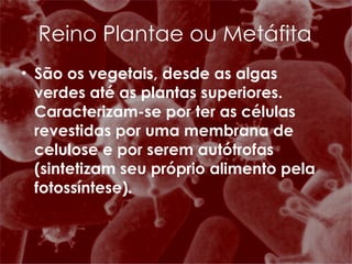 Reino Plantae ou Metáfita São os vegetais, desde as algas verdes até as plantas superiores. Caracterizam-se por ter as células revestidas por uma membrana de celulose e por serem autótrofas (sintetizam seu próprio alimento pela fotossíntese).  