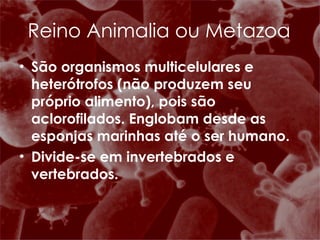 Reino Animalia ou Metazoa São organismos multicelulares e heterótrofos (não produzem seu próprio alimento), pois são aclorofilados. Englobam desde as esponjas marinhas até o ser humano. Divide-se em invertebrados e vertebrados. 