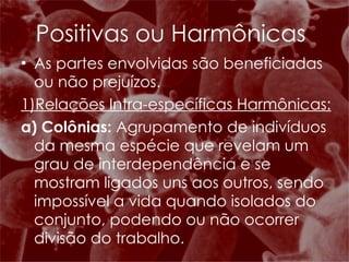 Positivas ou Harmônicas As partes envolvidas são beneficiadas ou não prejuízos. 1)Relações Intra-específicas Harmônicas: a) Colônias:  Agrupamento de indivíduos da mesma espécie que revelam um grau de interdependência e se mostram ligados uns aos outros, sendo impossível a vida quando isolados do conjunto, podendo ou não ocorrer divisão do trabalho. 