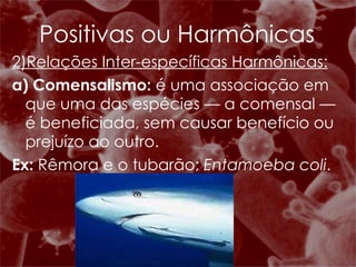 2)Relações Inter-específicas Harmônicas: a) Comensalismo:  é uma associação em que uma das espécies — a comensal — é beneficiada, sem causar benefício ou prejuízo ao outro. Ex:  Rêmora e o tubarão;  Entamoeba coli . Positivas ou Harmônicas 