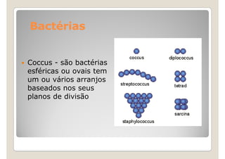 Bactérias


Coccus - são bactérias
esféricas ou ovais tem
um ou vários arranjos
baseados nos seus
planos de divisão
 