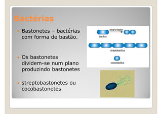 Bactérias
 Bastonetes – bactérias
 com forma de bastão.


 Os bastonetes
 dividem-se num plano
 produzindo bastonetes

 streptobastonetes ou
 cocobastonetes
 