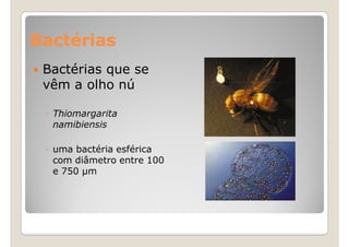 Bactérias
 Bactérias que se
 vêm a olho nú

 ◦ Thiomargarita
   namibiensis

 ◦ uma bactéria esférica
   com diâmetro entre 100
   e 750 m
 