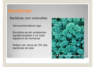Bactérias
Bactérias com extensões

 ◦ Verrucomicrobium spp

 ◦ Encontra-se em ambientes
   aquáticos/solos e no tubo
   digestivo de humanos

 ◦ Podem ser cerca de 3% das
   bactérias do solo
 