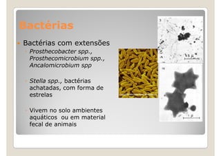 Bactérias
Bactérias com extensões
 ◦ Prosthecobacter spp.,
   Prosthecomicrobium spp.,
   Ancalomicrobium spp

 ◦ Stella spp., bactérias
   achatadas, com forma de
   estrelas

 ◦ Vivem no solo ambientes
   aquáticos ou em material
   fecal de animais
 