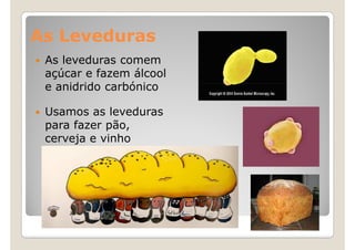 As Leveduras
 As leveduras comem
 açúcar e fazem álcool
 e anidrido carbónico

 Usamos as leveduras
 para fazer pão,
 cerveja e vinho
 