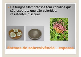 Os fungos filamentosos têm conídios que
 são esporos, que são coloridos,
 resistentes à secura




Formas de sobrevivência - esporos
 