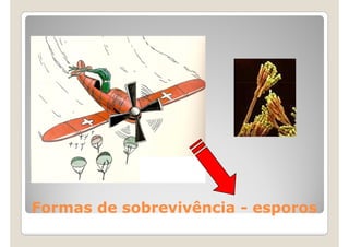 Formas de sobrevivência - esporos
 