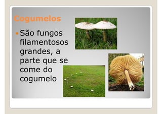 Cogumelos
 São fungos
 filamentosos
 grandes, a
 parte que se
 come do
 cogumelo
 
