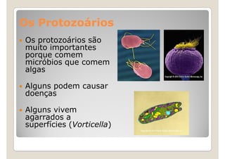 Os Protozoários
Os protozoários são
muito importantes
porque comem
micróbios que comem
algas

Alguns podem causar
doenças

Alguns vivem
agarrados a
superfícies (Vorticella)
 