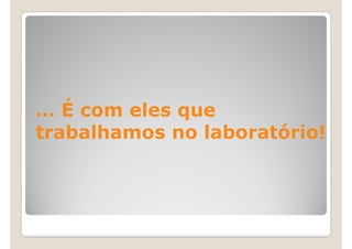 … É com eles que
trabalhamos no laboratório!
 