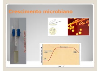 Crescimento microbiano
 