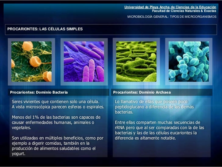Os Micologistas Estudam Quais Tipos De Microrganismos