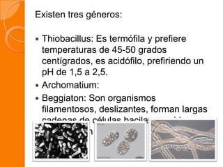 Existen tres géneros:
 Thiobacillus: Es termófila y prefiere
temperaturas de 45-50 grados
centígrados, es acidófilo, prefiriendo un
pH de 1,5 a 2,5.
 Archomatium:
 Beggiaton: Son organismos
filamentosos, deslizantes, forman largas
cadenas de células bacilares unidas
extremo con extremo.
 
