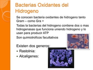 Bacterias Oxidantes del
Hidrogeno
Se conocen bacteria oxidantes de hidrogeno tanto
Gram – como Gra +
Todas la bacterias del hidrogeno contiene dos o mas
hidrogenasas que funciona uniendo hidrogeno y lo
usan para producir ATP
Son quimiotroficos facultativos
Existen dos generos:
 Rastolnia:
 Alcaligenes:
 