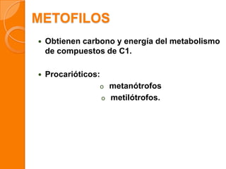 METOFILOS
 Obtienen carbono y energía del metabolismo
de compuestos de C1.
 Procarióticos:
o metanótrofos
o metilótrofos.
 