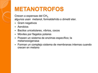 METANOTROFOS
Crecen a expensas del CH4.
algunos usan metanol, formaldehído o dimetil eter.
 Gram negativos
 Aerobios
 Bacilos unicelulares, vibrios, cocos
 Móviles por flagelos polares
 Poseen un sistema de enzimas específico; la
metanooxigenasa
 Forman un complejo sistema de membranas internas cuando
crecen en metano
 