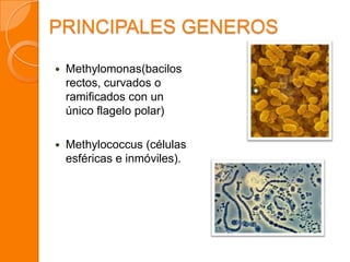 PRINCIPALES GENEROS
 Methylomonas(bacilos
rectos, curvados o
ramificados con un
único flagelo polar)
 Methylococcus (células
esféricas e inmóviles).
metilomona metánica
 