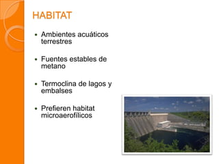 HABITAT
 Ambientes acuáticos
terrestres
 Fuentes estables de
metano
 Termoclina de lagos y
embalses
 Prefieren habitat
microaerofílicos
 