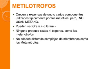 METILOTROFOS
 Crecen a expensas de uno o varios componentes
utilizados típicamente por los metófilos, pero, NO
USAN METANO.
 Pueden ser Gram + o Gram -
 Ninguno produce cistes ni esporas, como los
metanotrofos
 No poseen sistemas complejos de membranas como
los Metanótrofos.
 