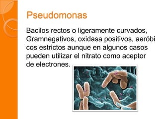 Pseudomonas
Bacilos rectos o ligeramente curvados,
Gramnegativos, oxidasa positivos, aeróbi
cos estrictos aunque en algunos casos
pueden utilizar el nitrato como aceptor
de electrones.
 