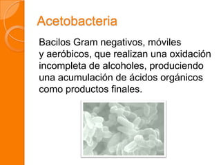 Acetobacteria
Bacilos Gram negativos, móviles
y aeróbicos, que realizan una oxidación
incompleta de alcoholes, produciendo
una acumulación de ácidos orgánicos
como productos finales.
 