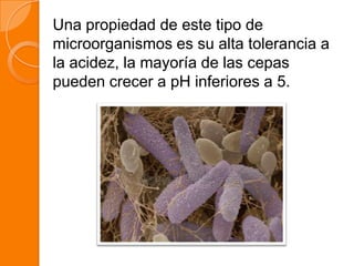 Una propiedad de este tipo de
microorganismos es su alta tolerancia a
la acidez, la mayoría de las cepas
pueden crecer a pH inferiores a 5.
 