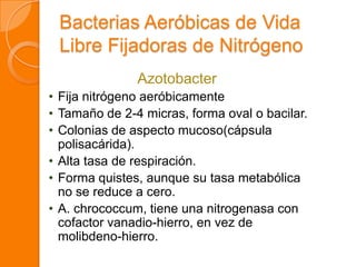 Bacterias Aeróbicas de Vida
Libre Fijadoras de Nitrógeno
Azotobacter
• Fija nitrógeno aeróbicamente
• Tamaño de 2-4 micras, forma oval o bacilar.
• Colonias de aspecto mucoso(cápsula
polisacárida).
• Alta tasa de respiración.
• Forma quistes, aunque su tasa metabólica
no se reduce a cero.
• A. chrococcum, tiene una nitrogenasa con
cofactor vanadio-hierro, en vez de
molibdeno-hierro.
 