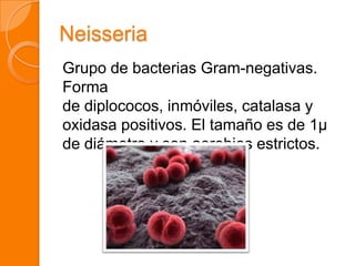 Neisseria
Grupo de bacterias Gram-negativas.
Forma
de diplococos, inmóviles, catalasa y
oxidasa positivos. El tamaño es de 1µ
de diámetro y son aerobios estrictos.
 