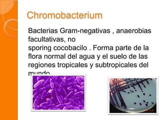Chromobacterium
Bacterias Gram-negativas , anaerobias
facultativas, no
sporing cocobacilo . Forma parte de la
flora normal del agua y el suelo de las
regiones tropicales y subtropicales del
mundo.
 