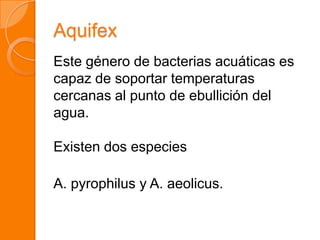 Aquifex
Este género de bacterias acuáticas es
capaz de soportar temperaturas
cercanas al punto de ebullición del
agua.
Existen dos especies
A. pyrophilus y A. aeolicus.
 