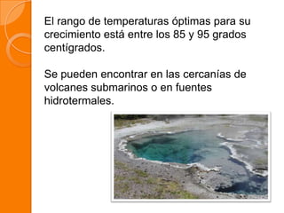 El rango de temperaturas óptimas para su
crecimiento está entre los 85 y 95 grados
centígrados.
Se pueden encontrar en las cercanías de
volcanes submarinos o en fuentes
hidrotermales.
 