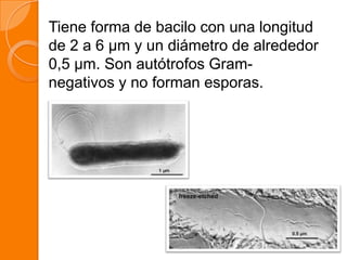 Tiene forma de bacilo con una longitud
de 2 a 6 µm y un diámetro de alrededor
0,5 µm. Son autótrofos Gram-
negativos y no forman esporas.
 