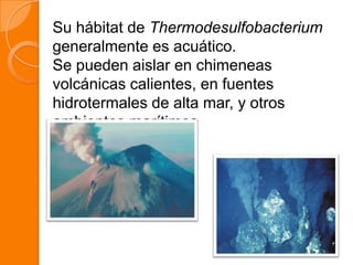 Su hábitat de Thermodesulfobacterium
generalmente es acuático.
Se pueden aislar en chimeneas
volcánicas calientes, en fuentes
hidrotermales de alta mar, y otros
ambientes marítimos
 