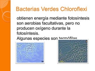 Bacterias Verdes Chloroflexi
obtienen energía mediante fotosíntesis
son aerobias facultativas, pero no
producen oxígeno durante la
fotosíntesis.
Algunas especies son termófilas.
 