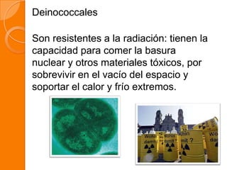 Deinococcales
Son resistentes a la radiación: tienen la
capacidad para comer la basura
nuclear y otros materiales tóxicos, por
sobrevivir en el vacío del espacio y
soportar el calor y frío extremos.
 
