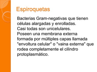 Espiroquetas
Bacterias Gram-negativas que tienen
células alargadas y enrolladas.
Casi todas son unicelulares.
Poseen una membrana externa
formada por múltiples capas llamada
"envoltura celular" o "vaina externa" que
rodea completamente el cilindro
protoplasmático.
 