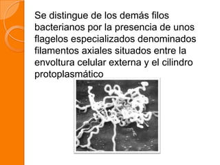 Se distingue de los demás filos
bacterianos por la presencia de unos
flagelos especializados denominados
filamentos axiales situados entre la
envoltura celular externa y el cilindro
protoplasmático
 
